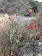 Image of redflower buckwheat