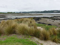 Image of Austrostipa stipoides (Hook. fil.) S. W. L. Jacobs & J. Everett