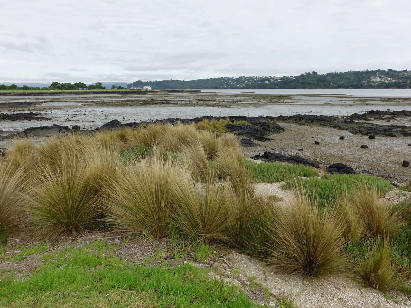 Image of Austrostipa stipoides (Hook. fil.) S. W. L. Jacobs & J. Everett