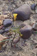 Sivun Oxalis versicolor var. flaviflora Sond. kuva