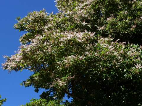 Image of Clethra arborea Aiton