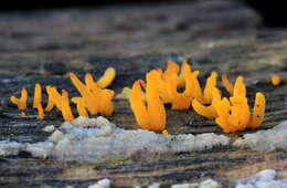 Image of Calocera cornea (Batsch) Fr. 1827