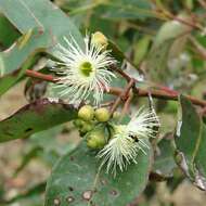 Imagem de Eucalyptus paniculata Sm.