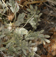 Image de Astragalus purshii var. lectulus (S. Wats.) M. E. Jones