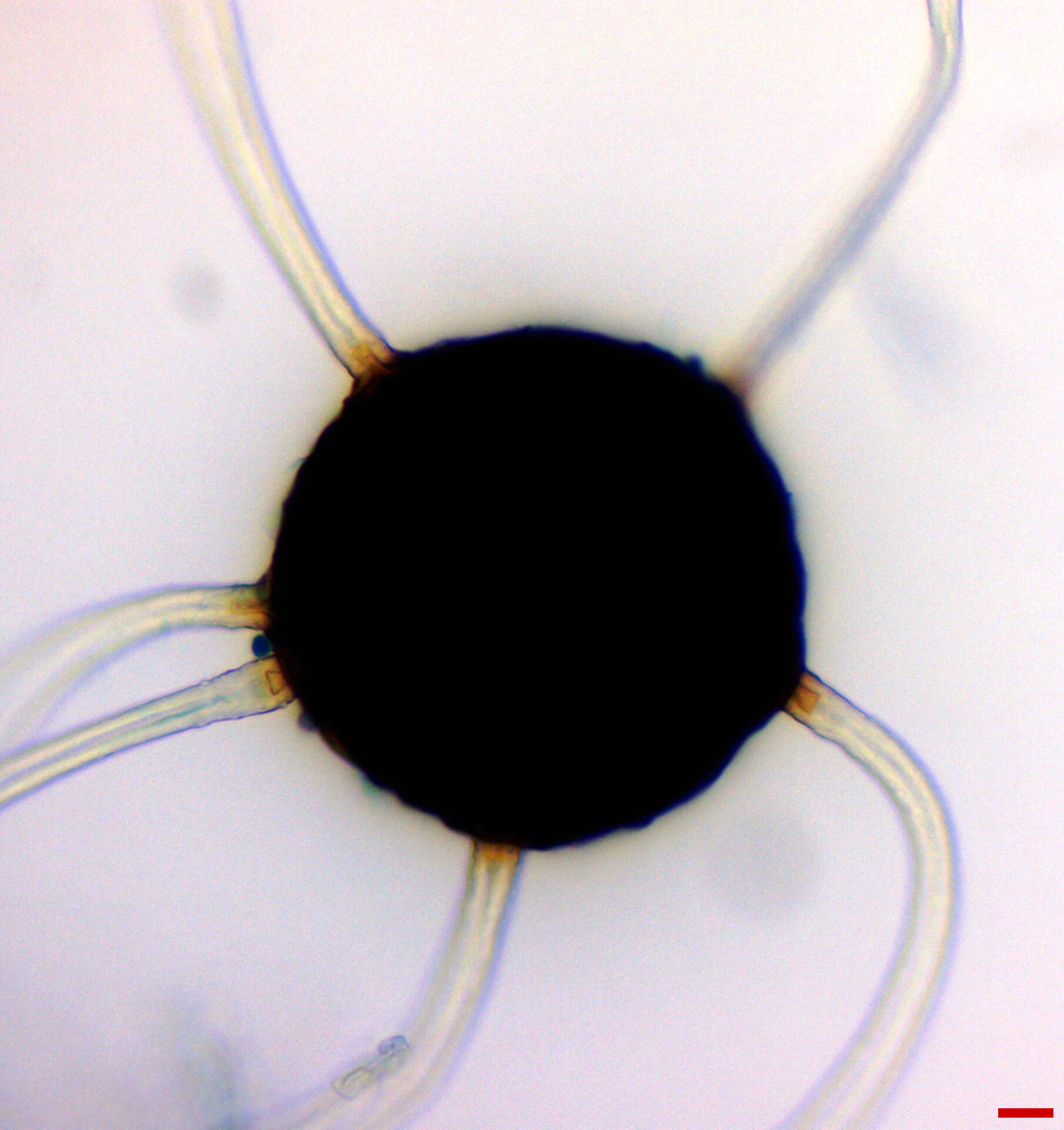 Image of Erysiphe extensa (Cooke & Peck) U. Braun & S. Takam. 2000