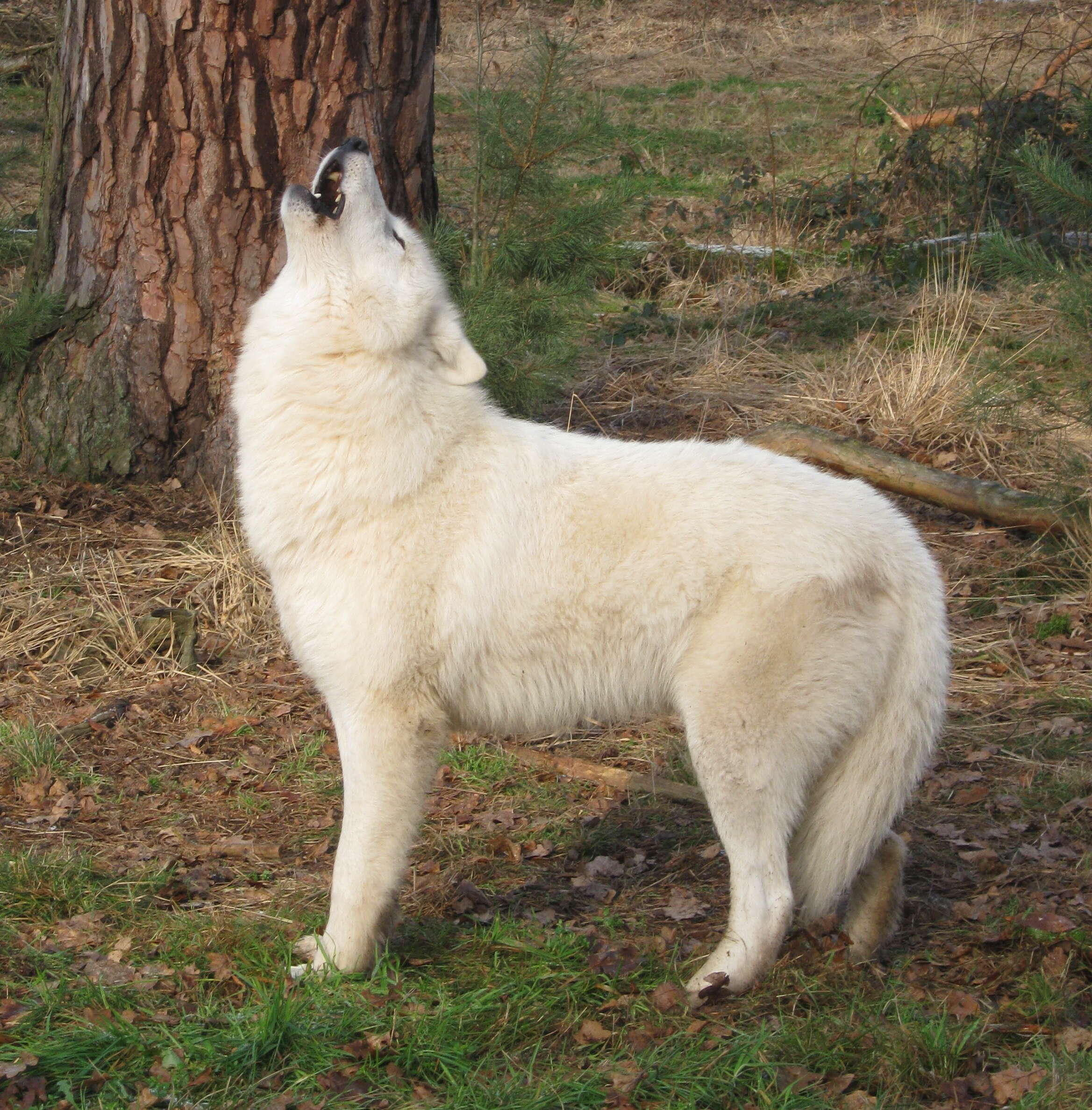 Image of Arctic wolf