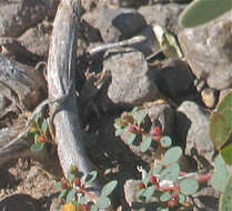 Euphorbia simulans (L. C. Wheeler) Warnock & M. C. Johnst. resmi