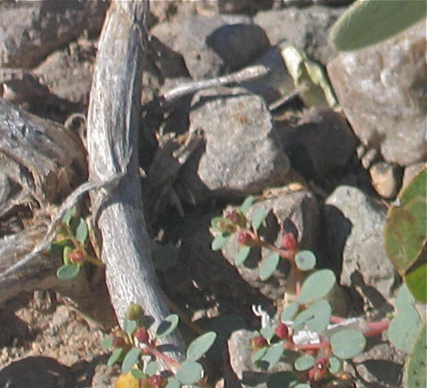 Euphorbia simulans (L. C. Wheeler) Warnock & M. C. Johnst. resmi