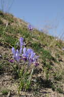 Слика од Iris kolpakowskiana subsp. kolpakowskiana