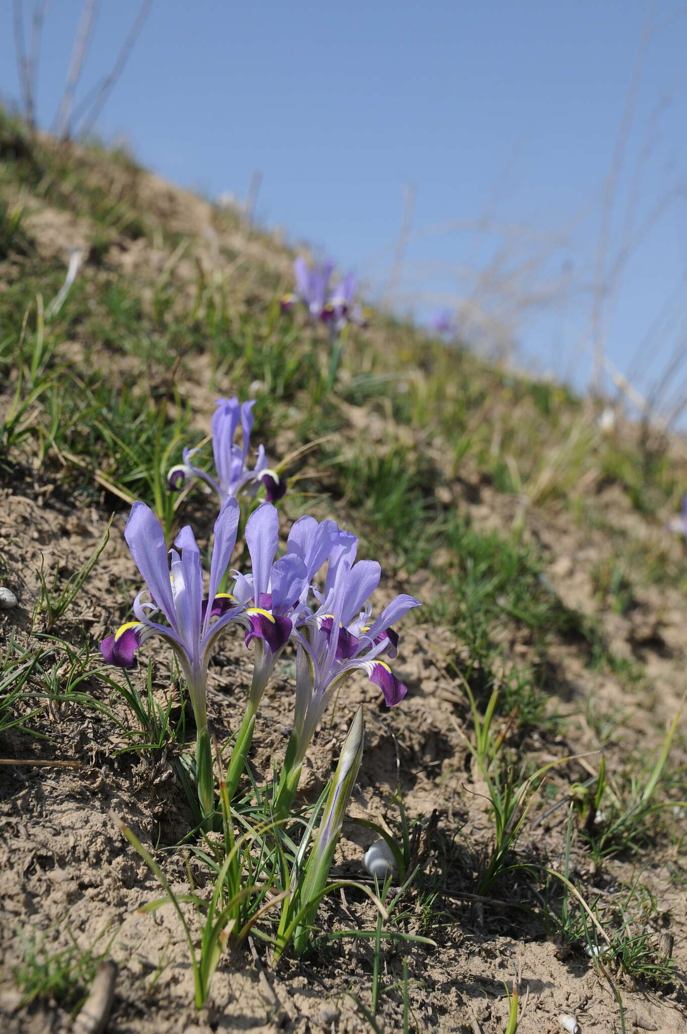 Image of Iris kolpakowskiana subsp. kolpakowskiana