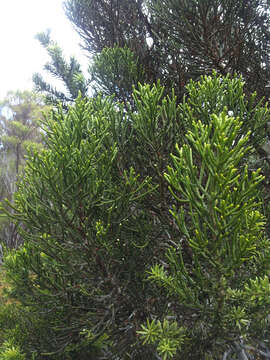 Image of Halocarpus kirkii (F. Muell. ex Parl.) Quinn