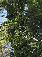 Image of English ivy