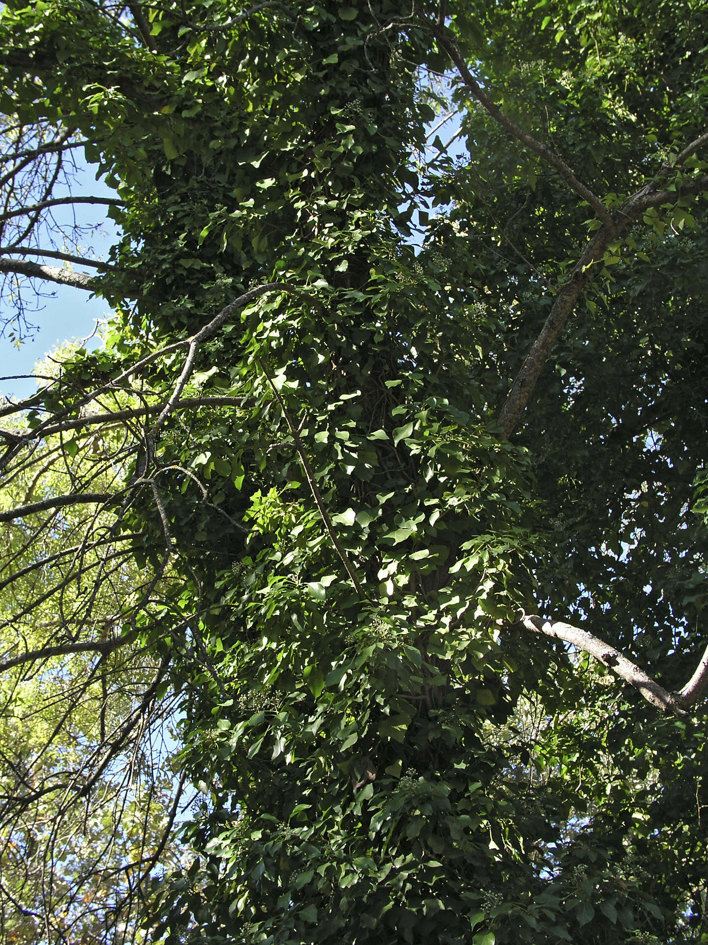 Image of English ivy