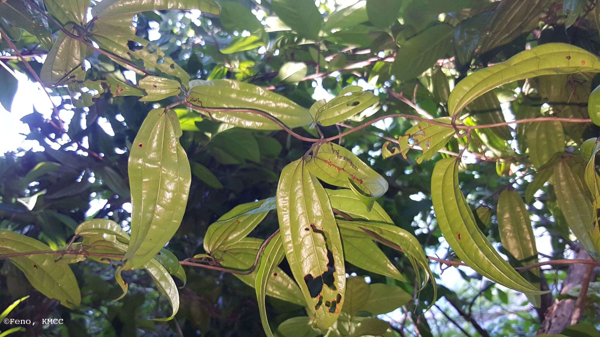 Image of Dioscorea analalavensis Jum. & H. Perrier