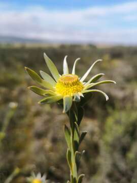 Image of Leucadendron verticillatum (Thunb.) Meissn.