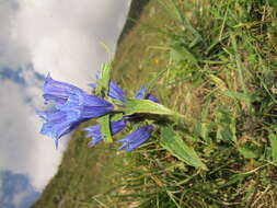 Gentiana asclepiadea L.的圖片