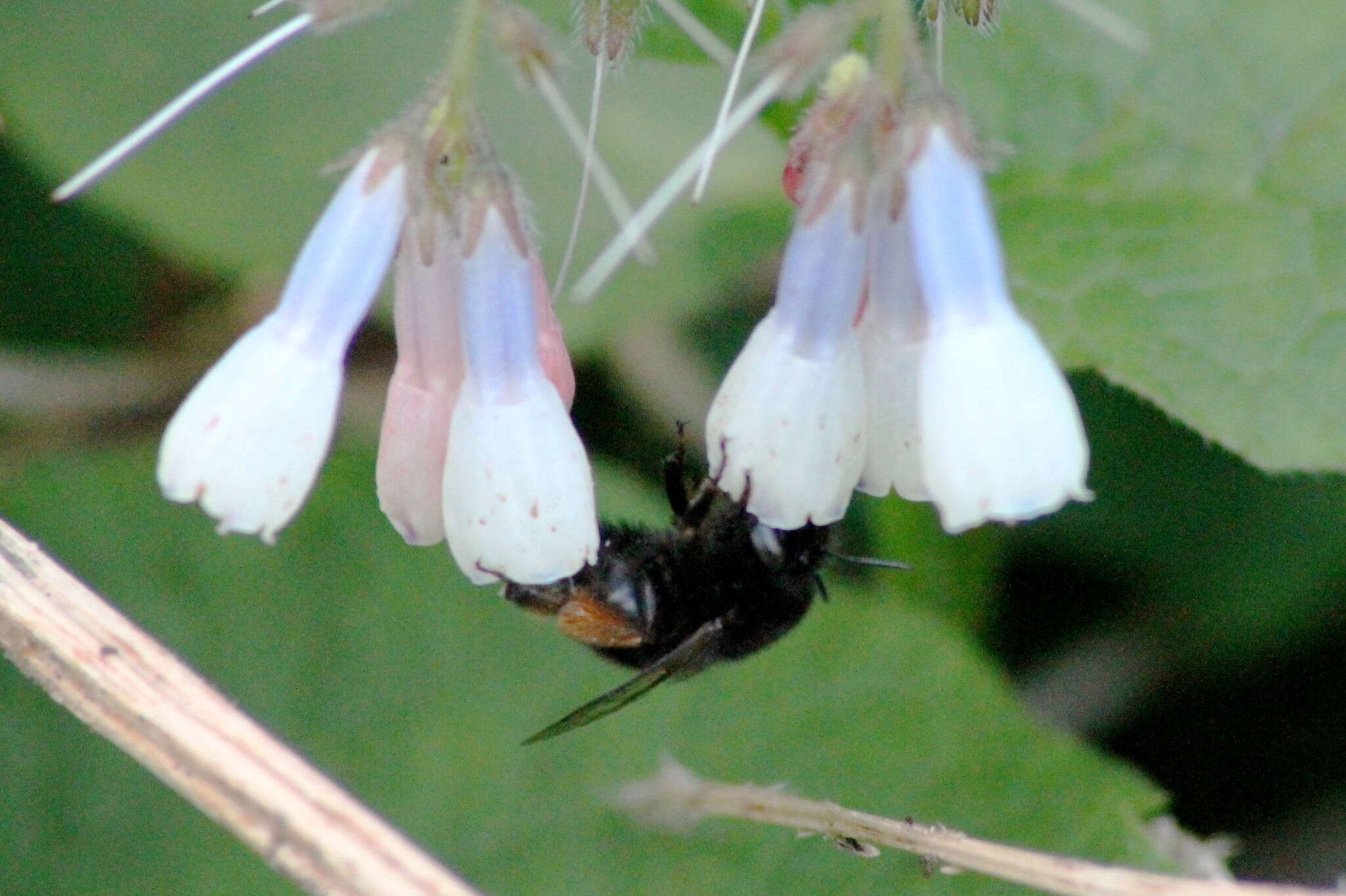 Image of Anthophora plumipes (Pallas 1772)