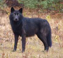 Image of gray wolf