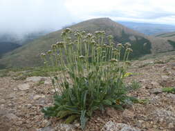 Image of Valeriana carnosa Sm.