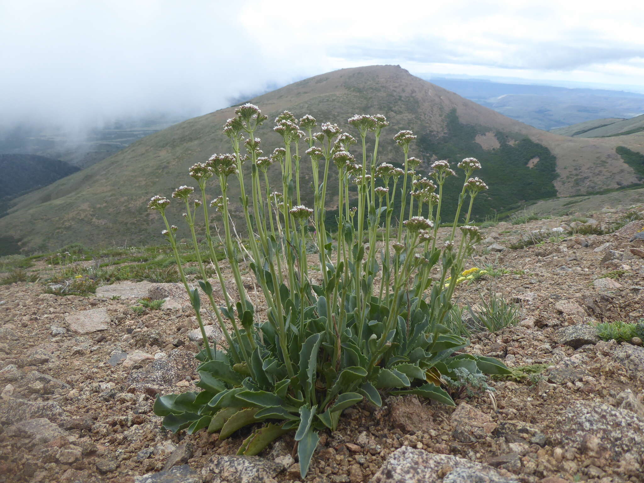 Image of Valeriana carnosa Sm.