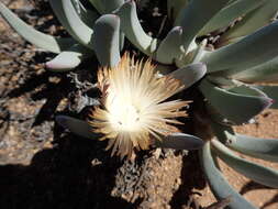 Plancia ëd Cheiridopsis denticulata (Haw.) N. E. Br.