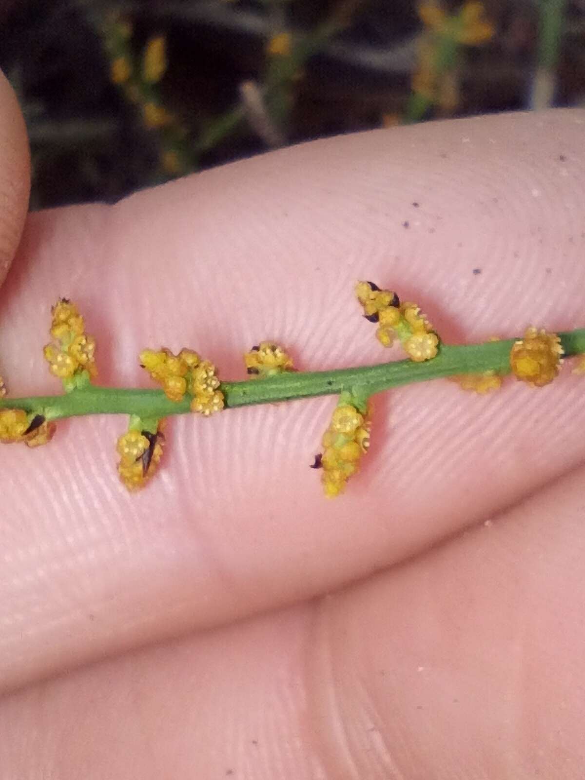 Image of Leptomeria scrobiculata R. Br.