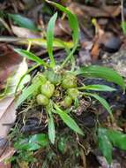 Image of Liparis coelogynoides (F. Muell.) Benth.