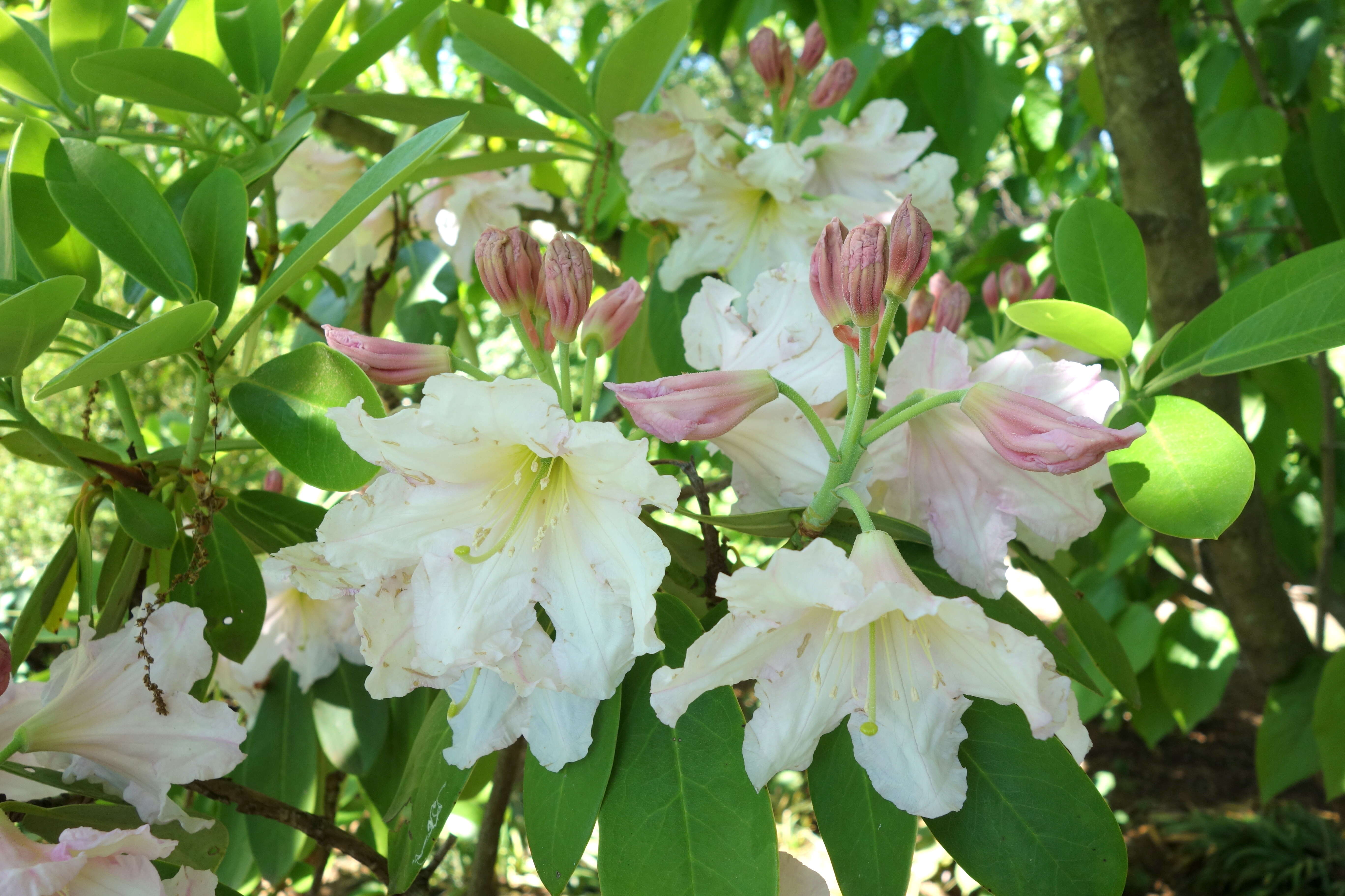 Imagem de Rhododendron fortunei T. Moore ex Lindl.