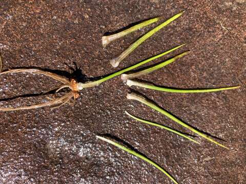 Image of Bolander's quillwort