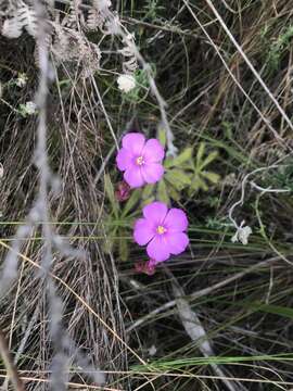 Image of Drosera hilaris Cham. & Schlechtd.