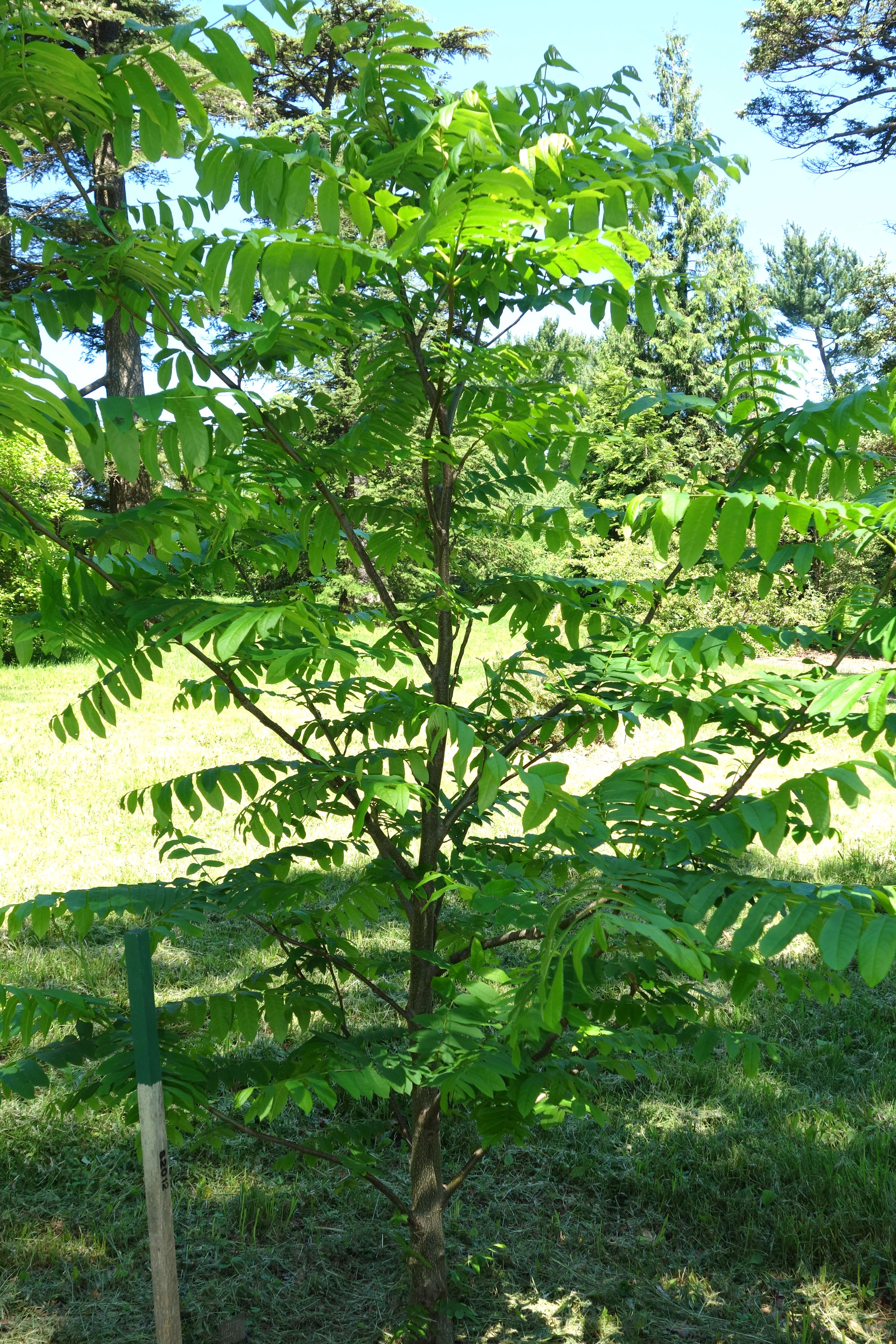 Image of Caucasian Wingnut