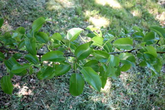 Plancia ëd Pyrus ussuriensis Maxim.