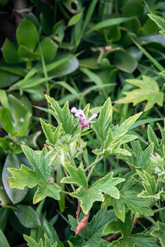 Image of Pelargonium citronellum J. J. A. Van der Walt