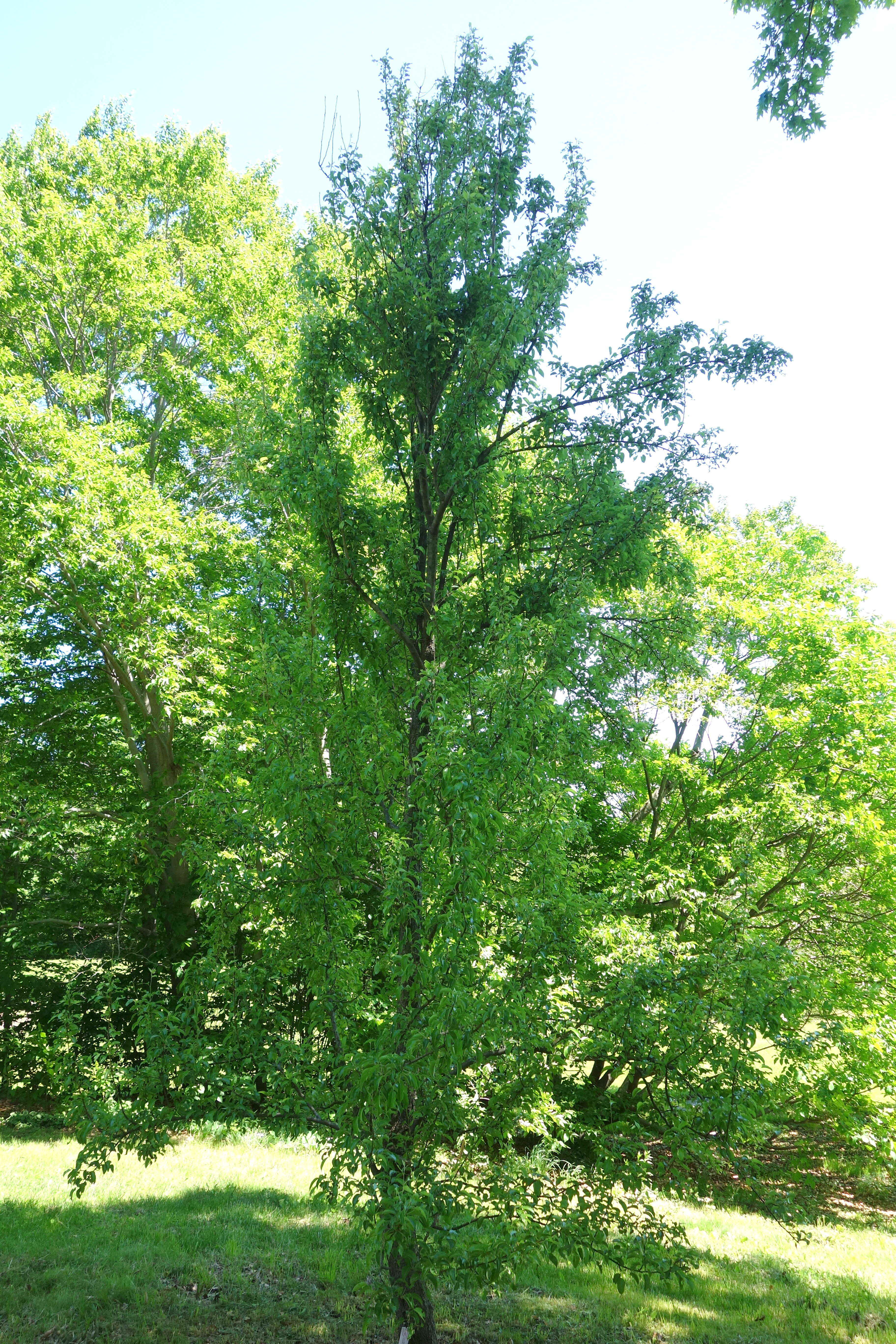 Image of Chinese pear