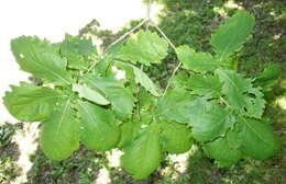 Image of Mongolian Oak