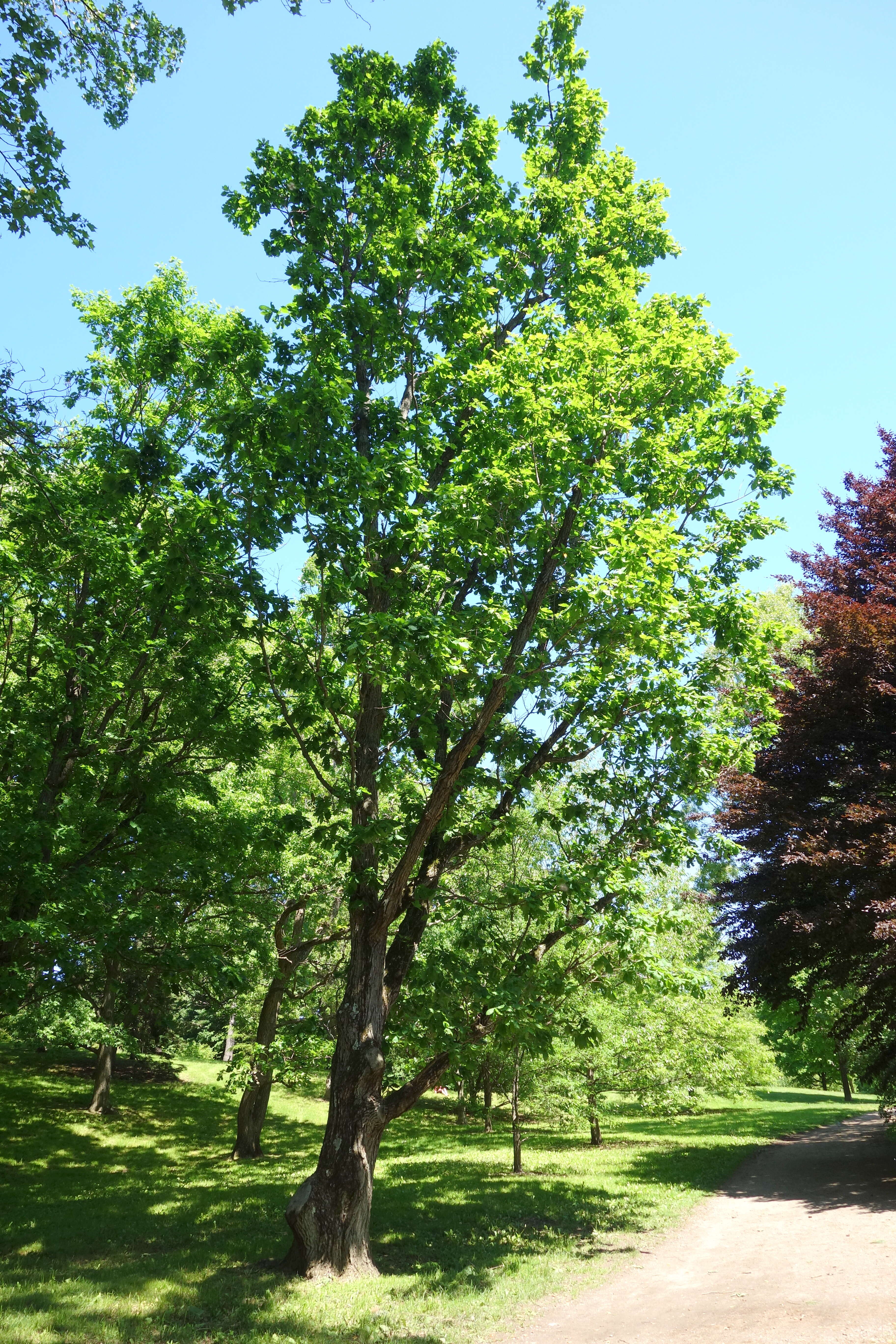 Image of Mongolian Oak