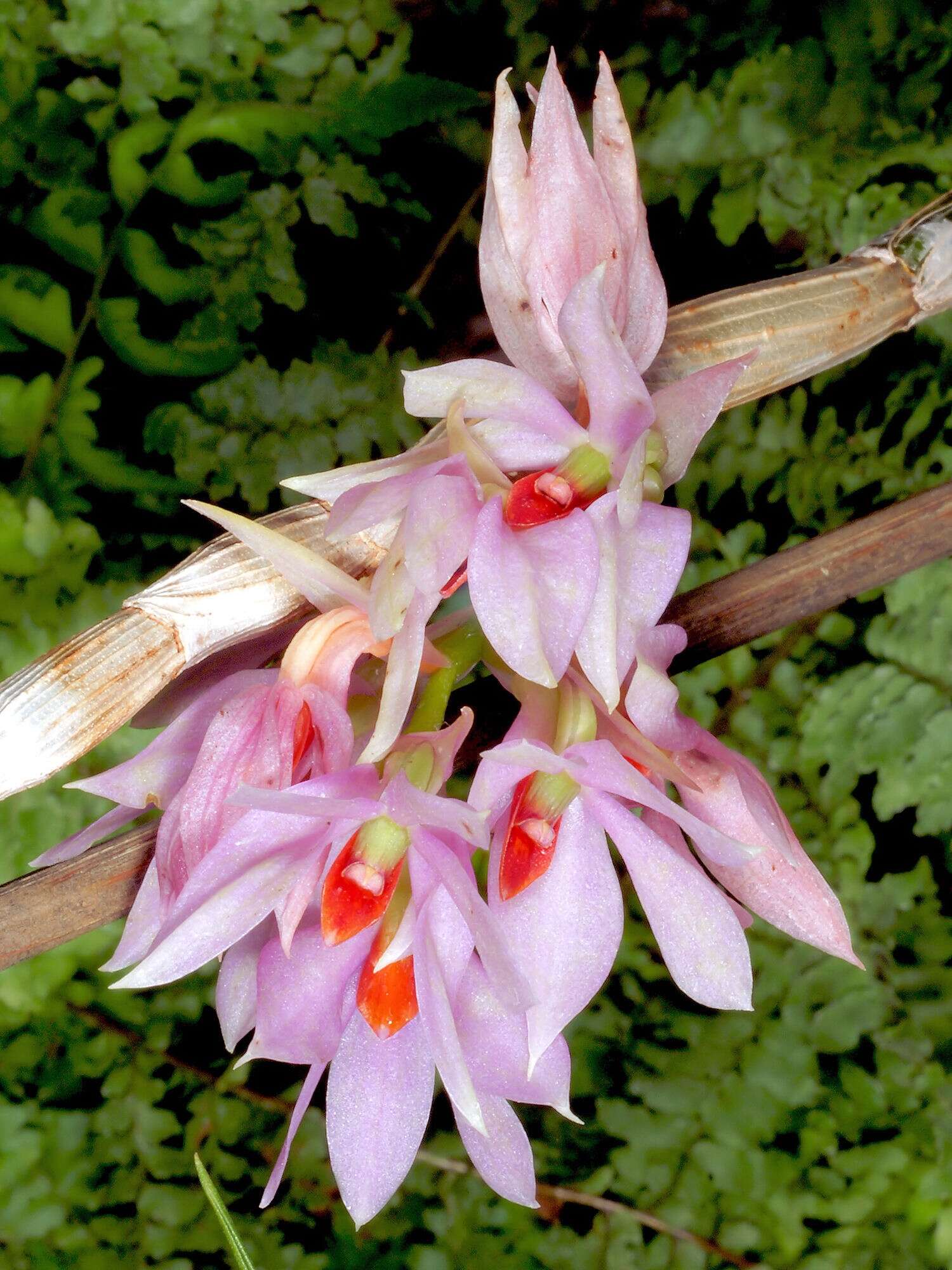 Слика од Dendrobium bracteosum Rchb. fil.