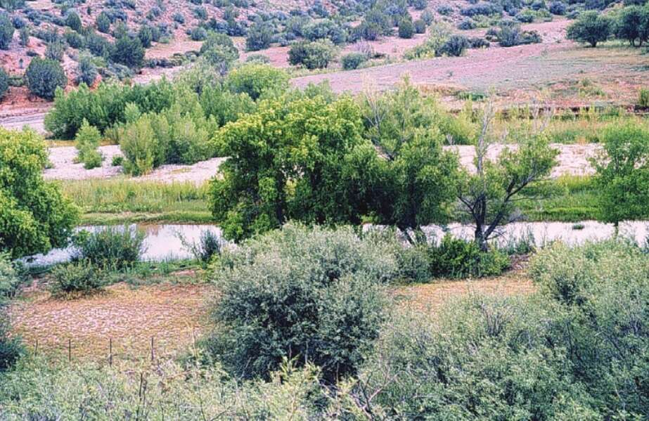 Image of Box Elder