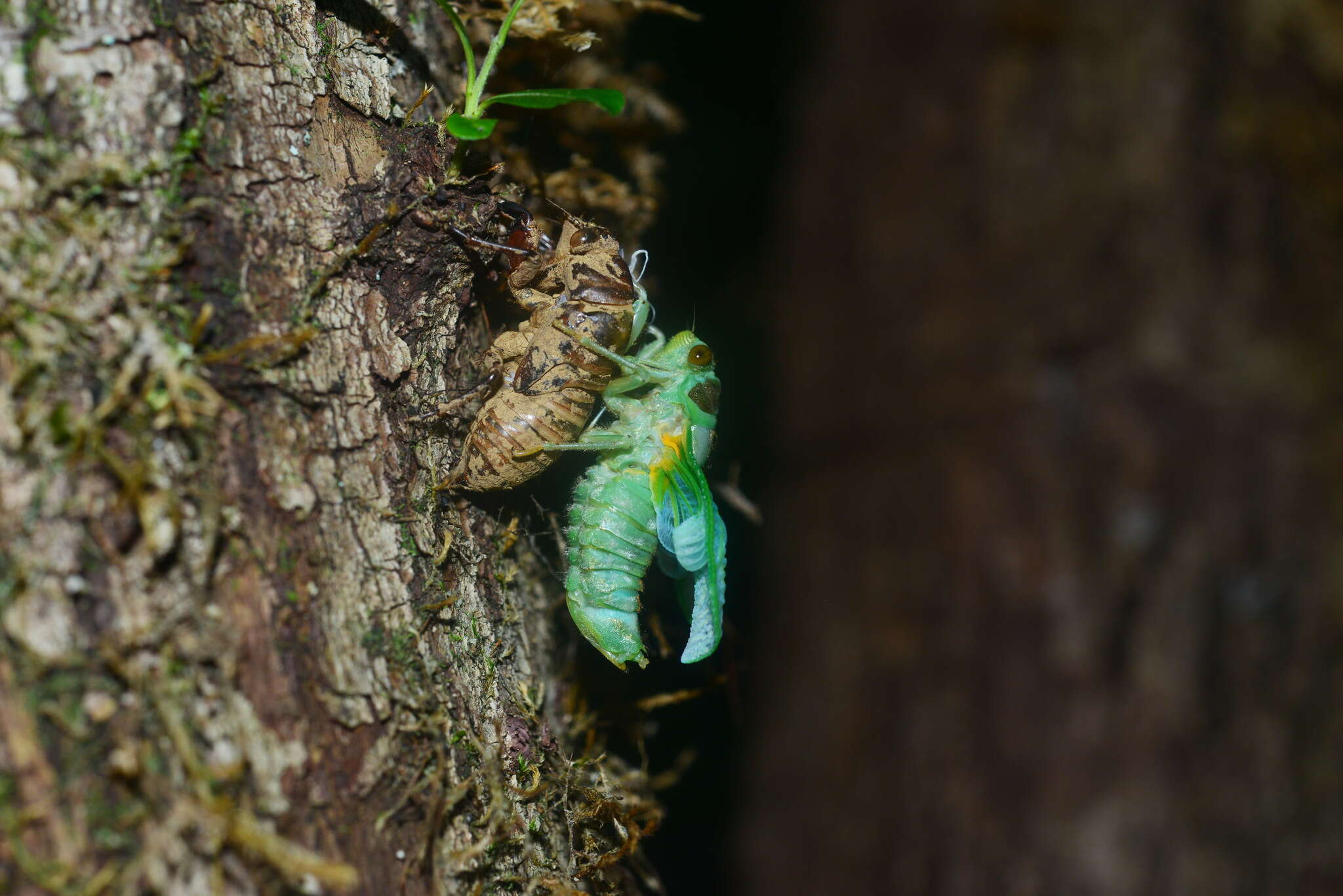 Image of Auritibicen flavomarginatus (Hayashi 1977)