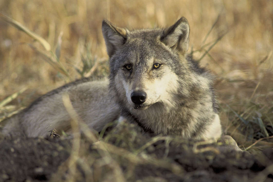 Image of gray wolf