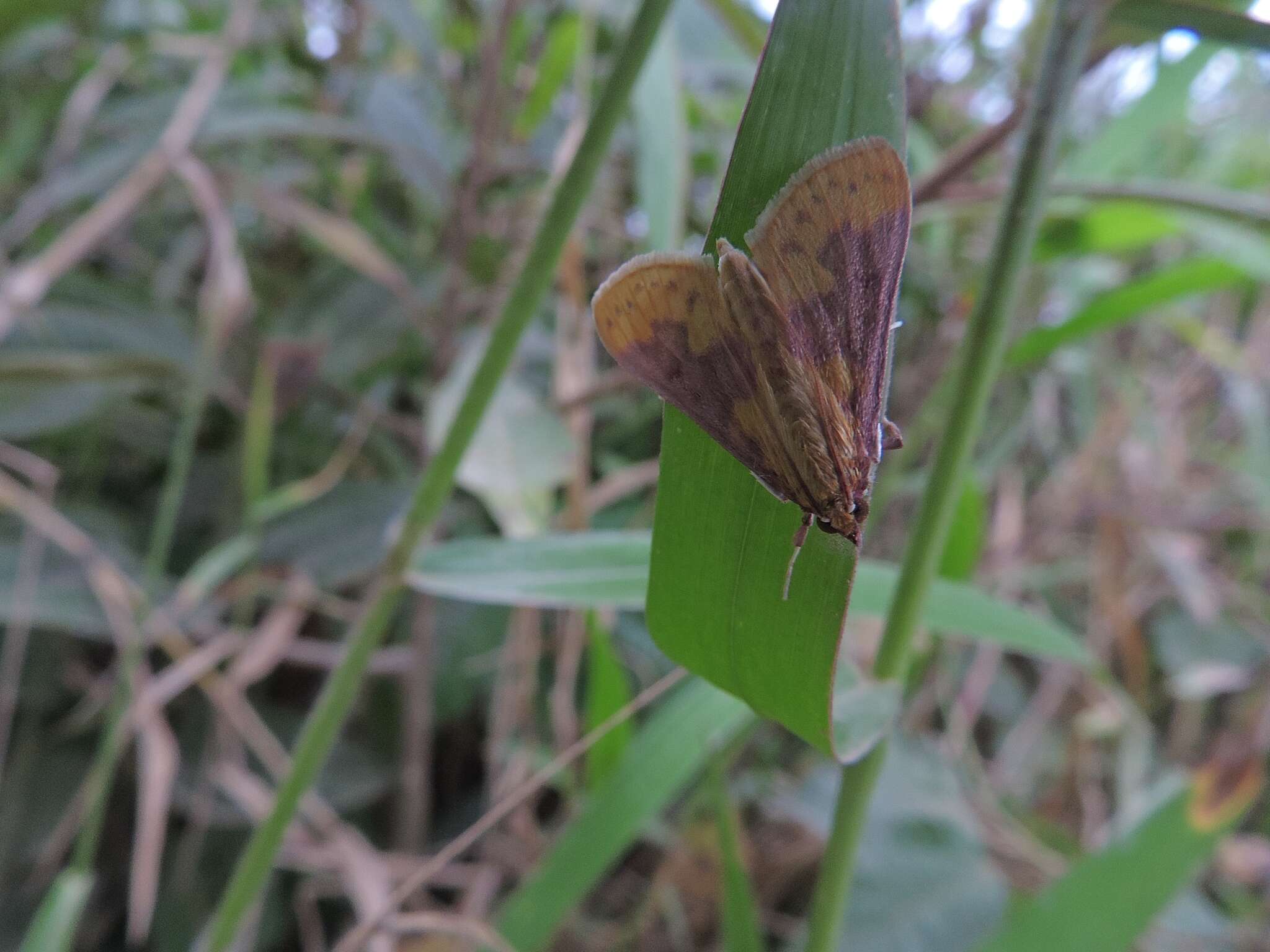 Слика од Polygrammodes ponderalis Guenée 1854