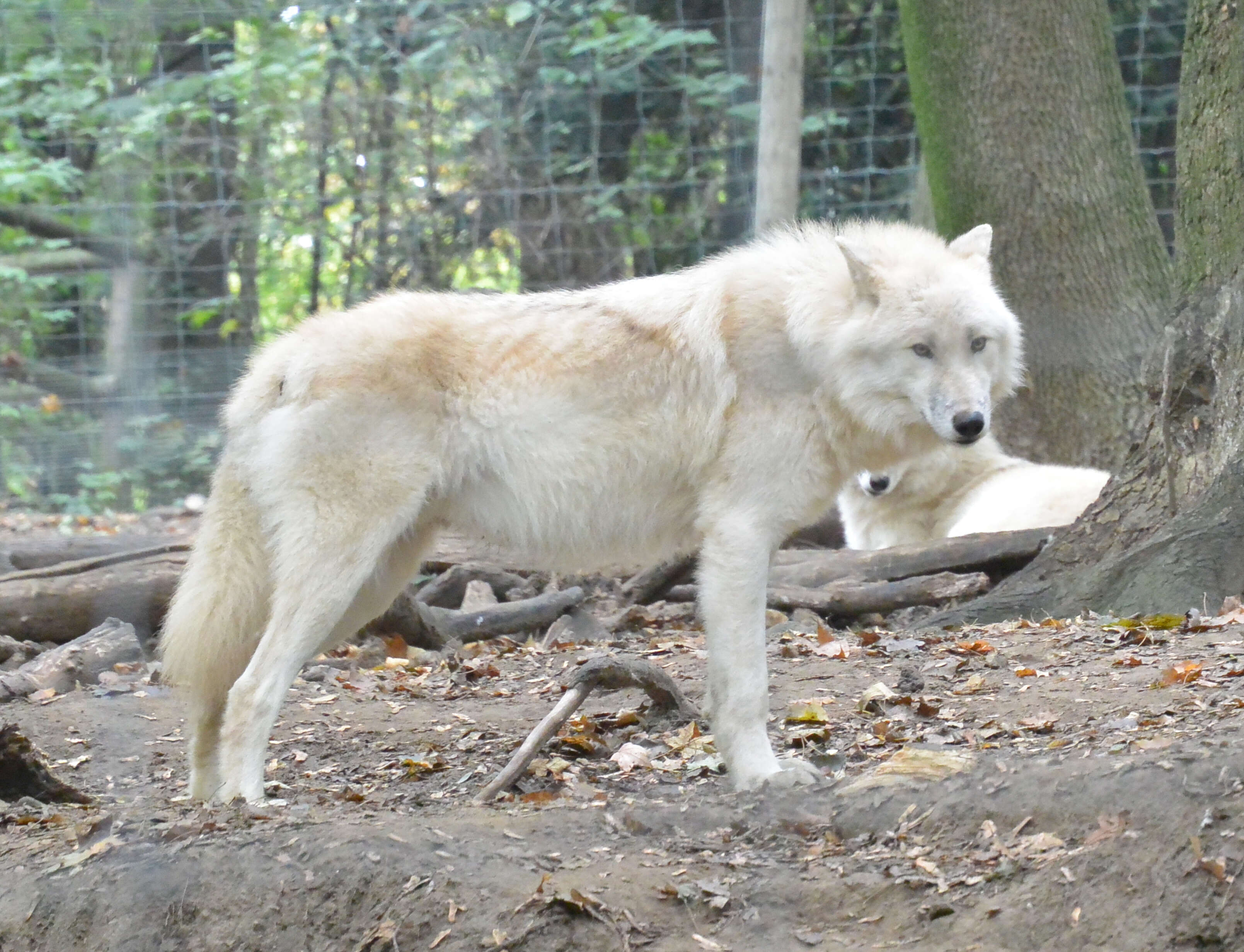 Image of Arctic wolf