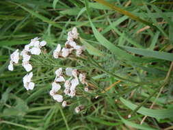 Image of Sneezeweed