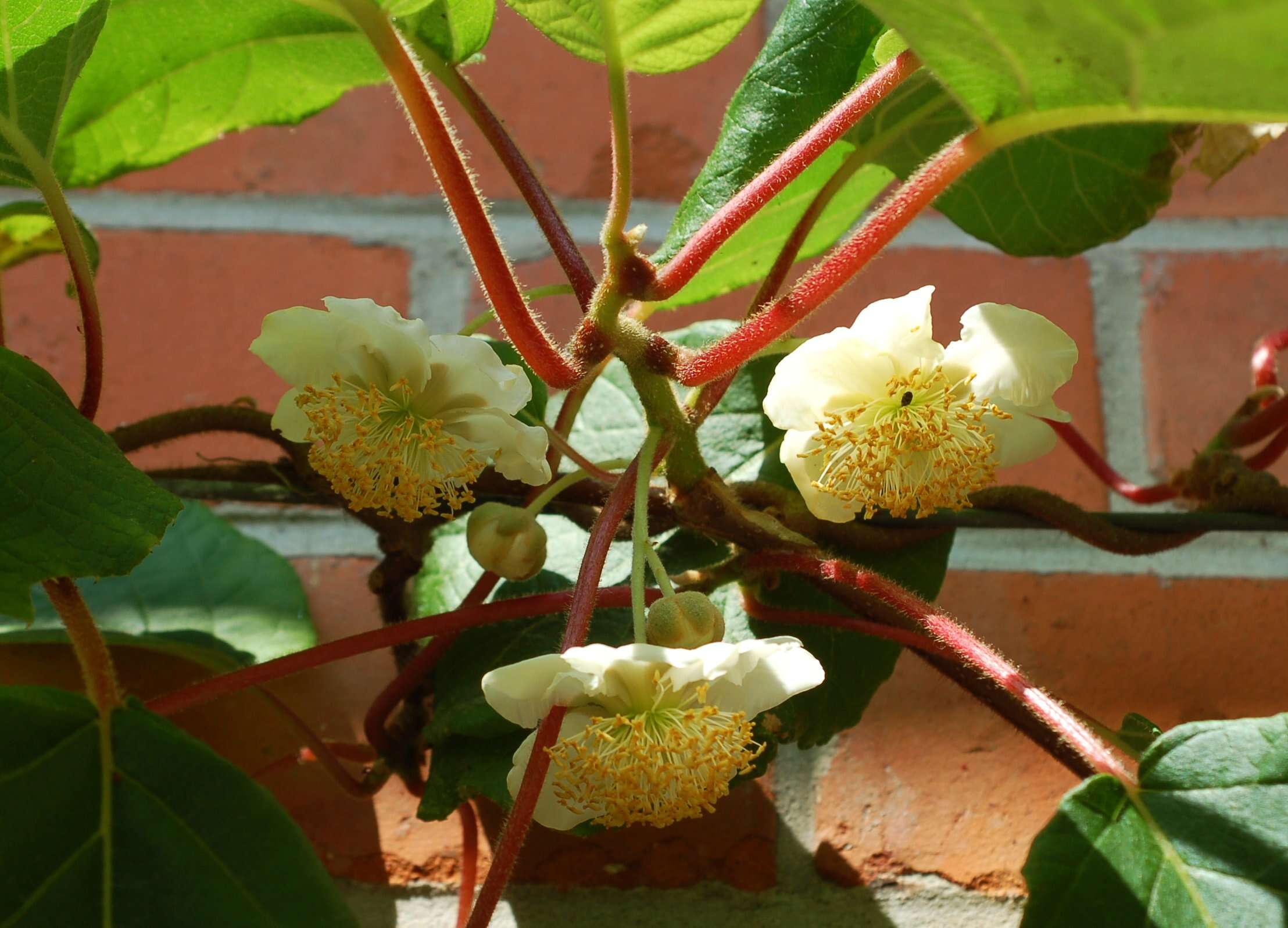 Image de Actinidia chinensis var. hispida C. F. Liang