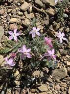 Image of cold-desert phlox