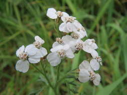 Image of Sneezeweed