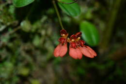 Image of Bulbophyllum albociliatum (Tang S. Liu & H. Y. Su) K. Nakaj.