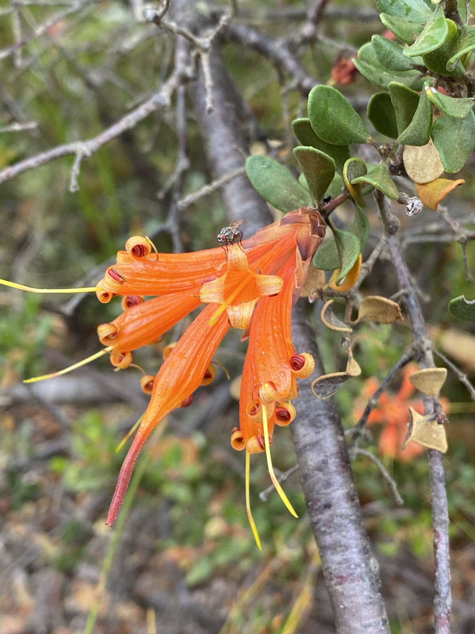 Image of <i>Lambertia <i>inermis</i></i> var. inermis