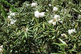 Imagem de Rhododendron degronianum Carr.