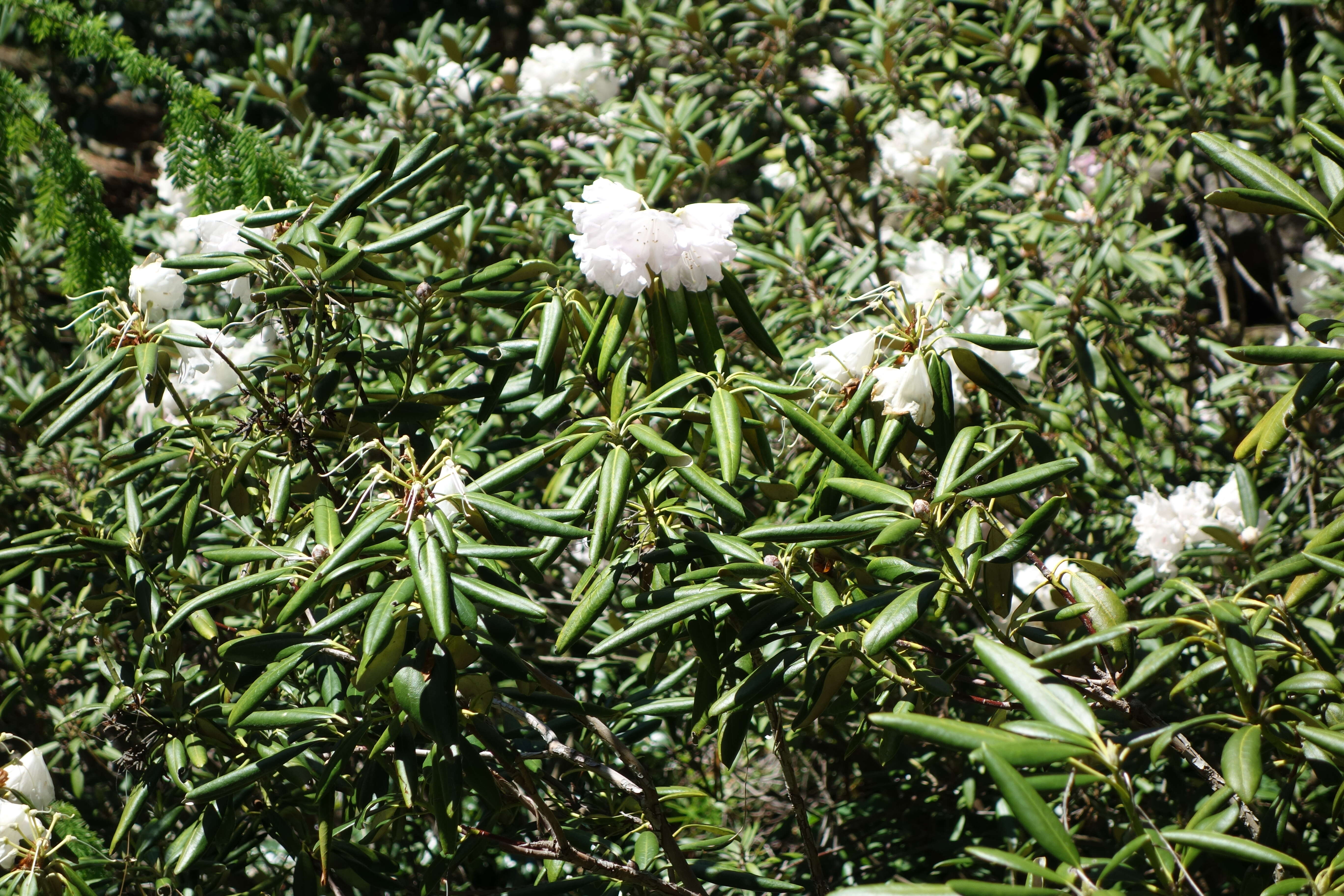 صورة Rhododendron degronianum Carr.